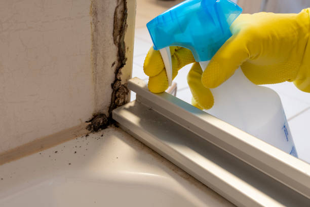 Why You Should Choose Our Mold Remediation Services in Surrey, ND